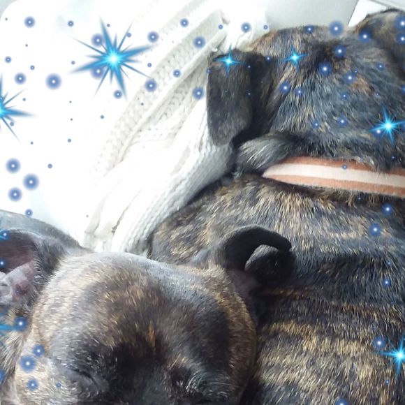 Meet your Posher, Penny - Picture 1 of 1